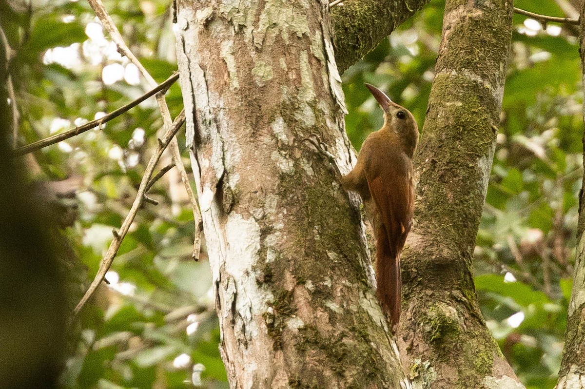 Red-billed Woodcreeper - ML638103688