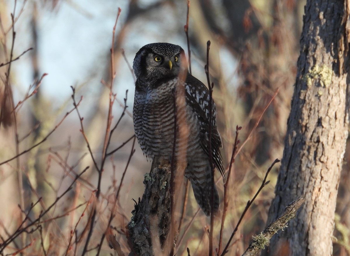 Northern Hawk Owl - ML638103705