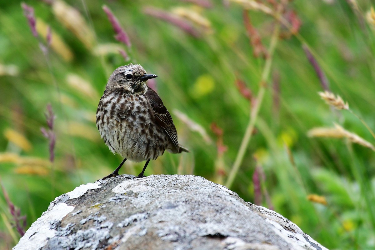Rock Pipit - ML638103718
