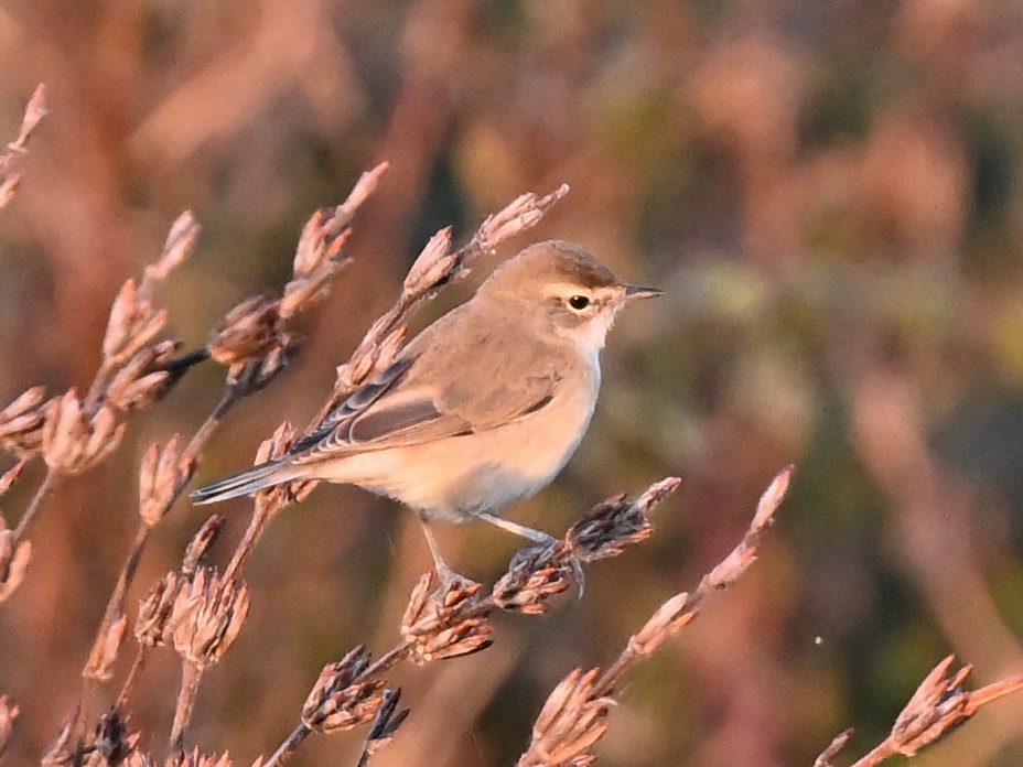 Booted Warbler - ML638103731