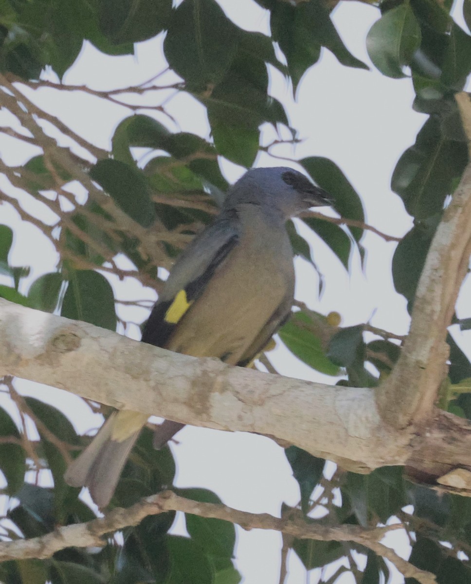 Tangara Aliamarilla - ML638103755