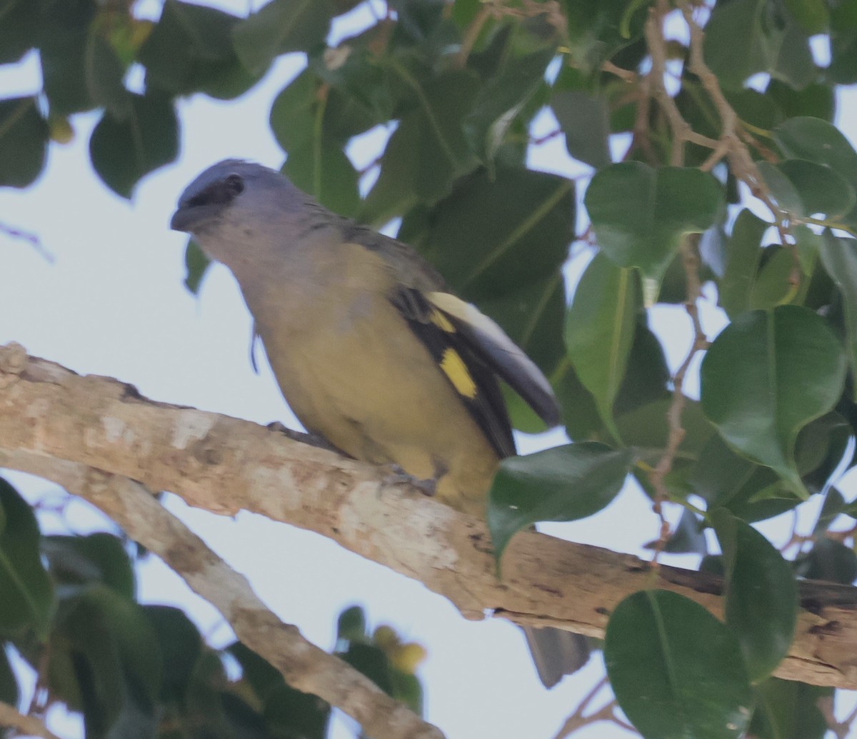 Tangara Aliamarilla - ML638103756