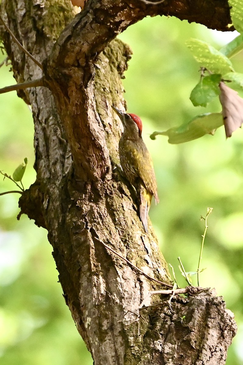 Streak-throated Woodpecker - ML638103758