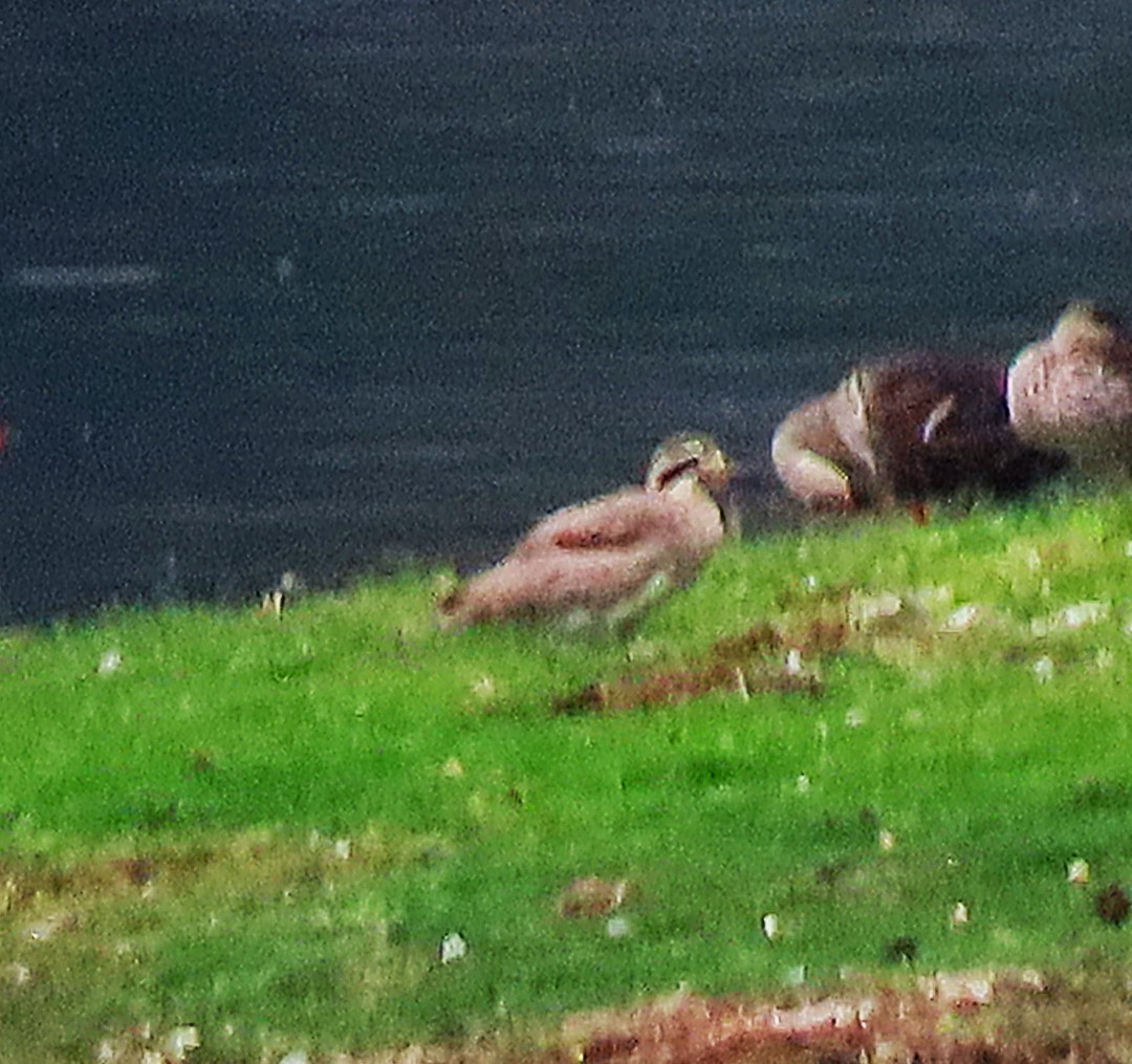 Great Thick-knee - ML638103777