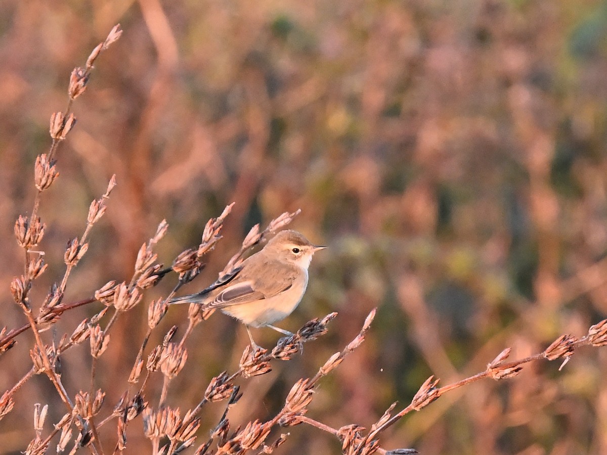 Booted Warbler - ML638103778