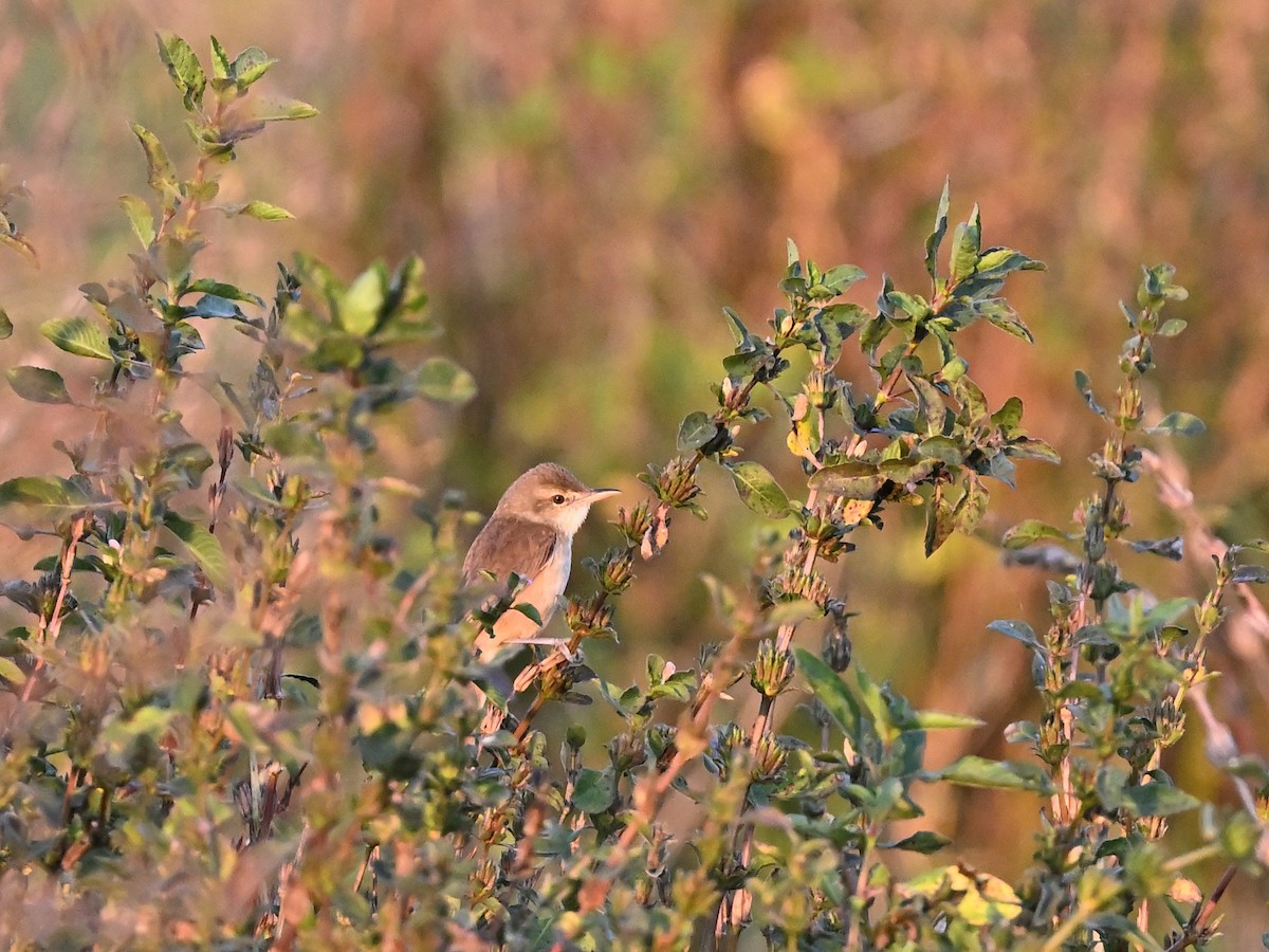 Booted Warbler - ML638103813