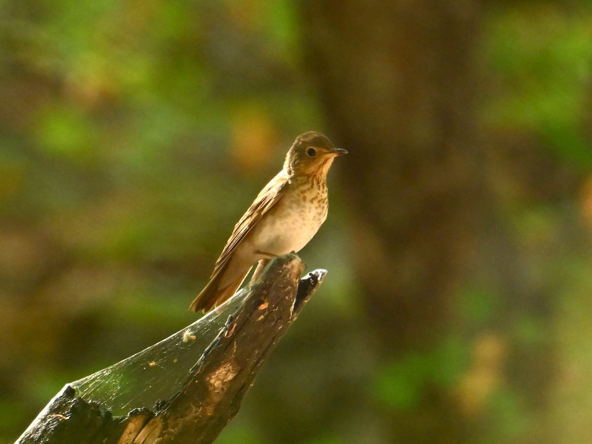 Swainson's Thrush - ML638103814