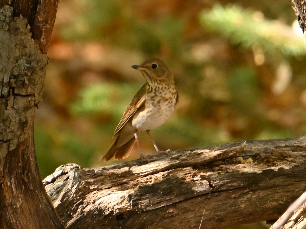 Swainson's Thrush - ML638103823