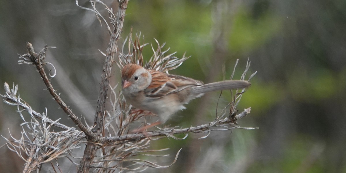 Field Sparrow - ML638103826