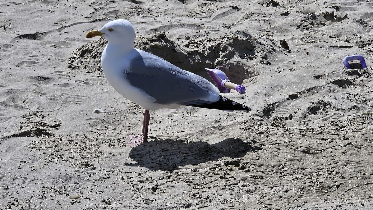 European Herring Gull - ML638103832