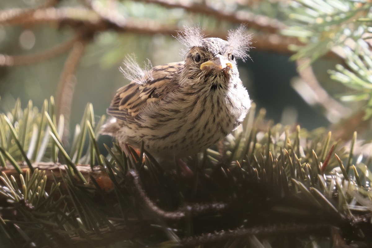 Chipping Sparrow - ML638103833