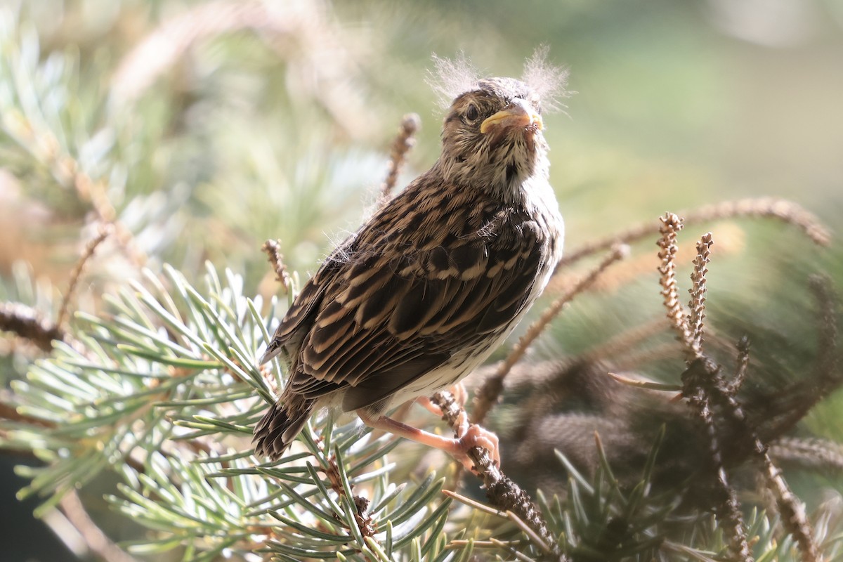 Chipping Sparrow - ML638103834