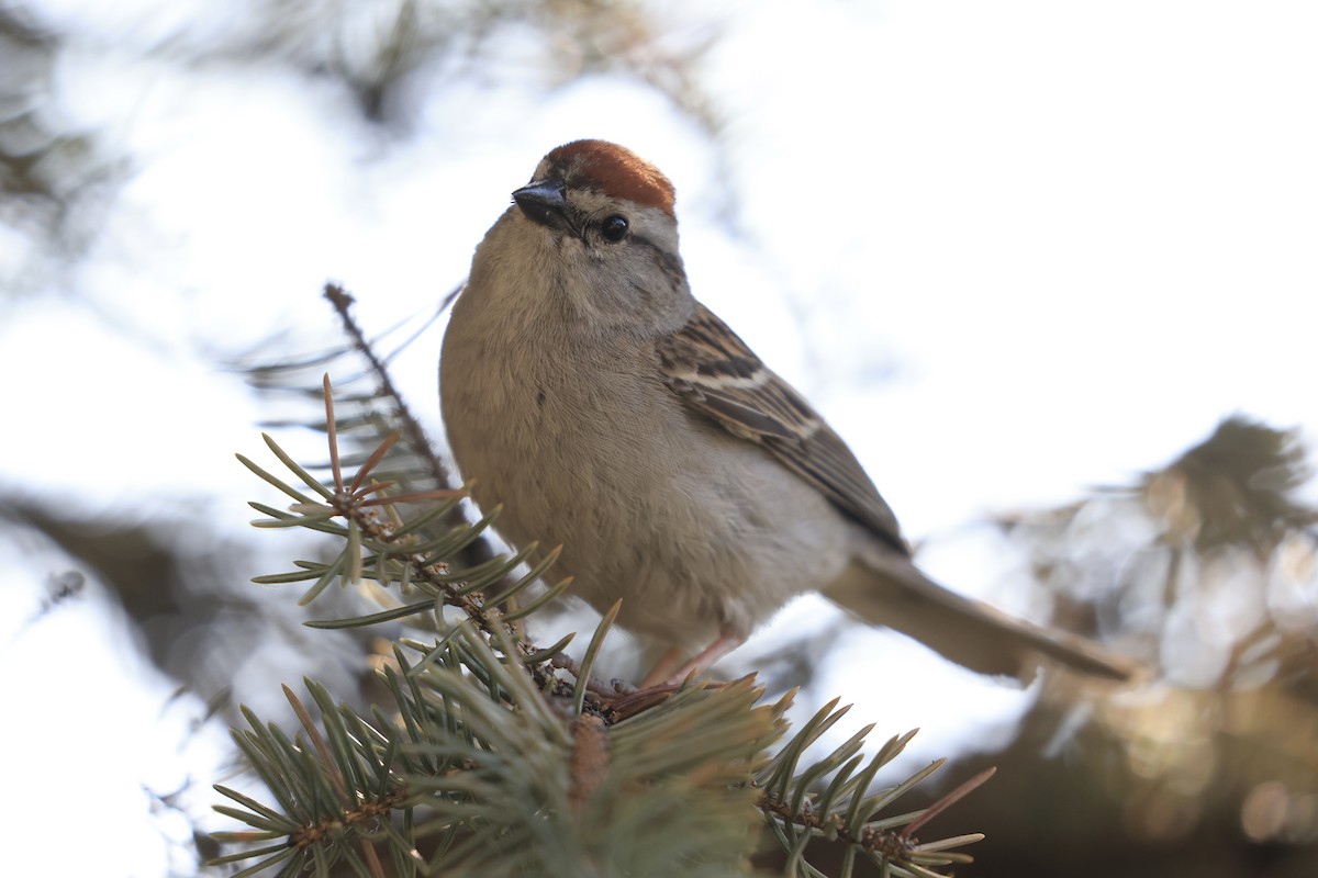 Chipping Sparrow - ML638103835