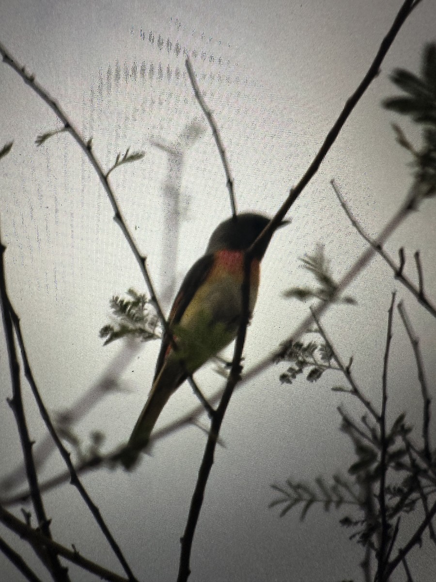 Small Minivet - ML638103871