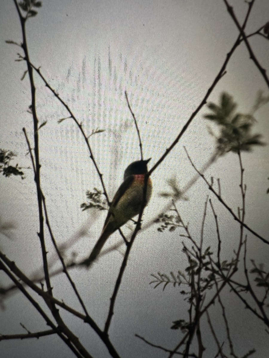 Small Minivet - ML638103873