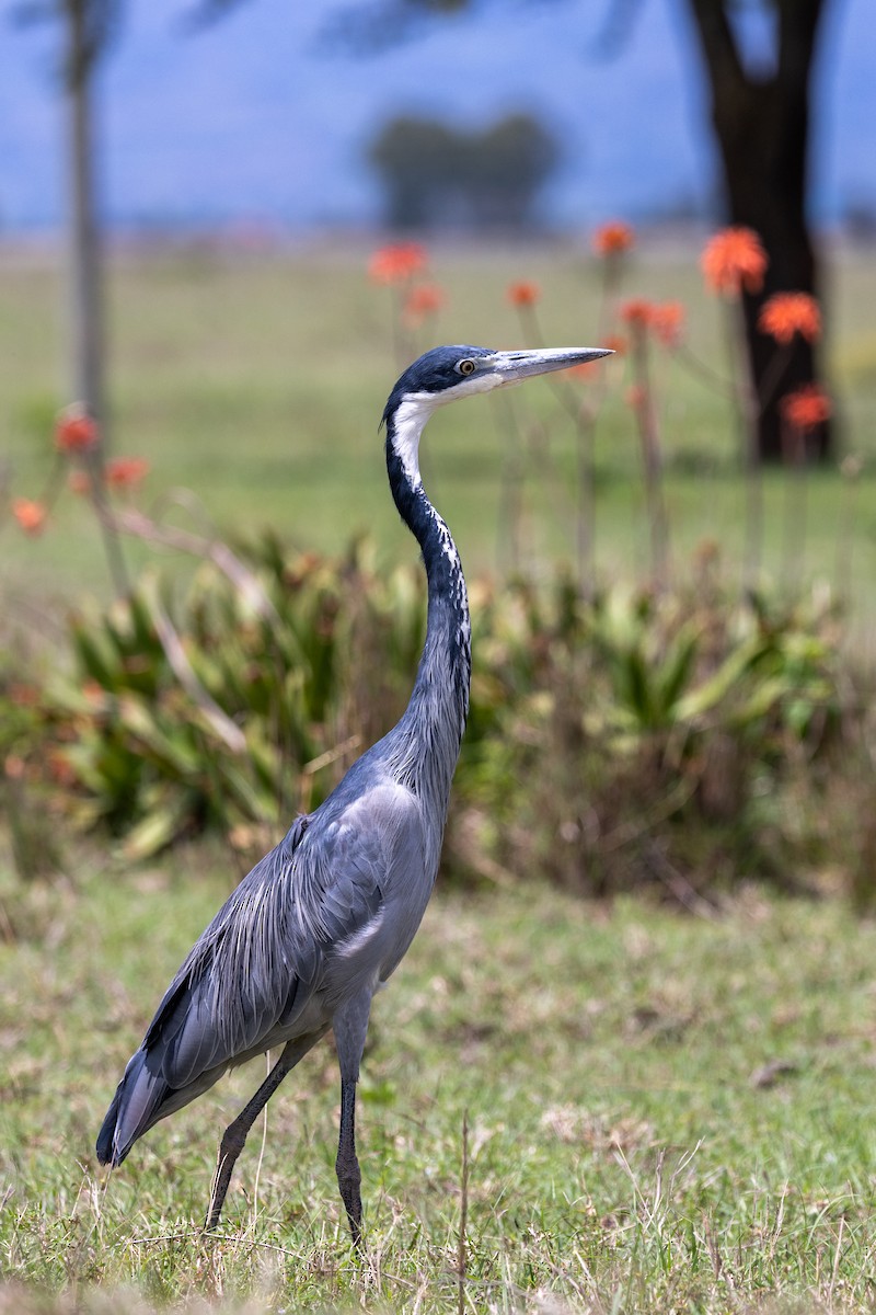 Black-headed Heron - ML638103882