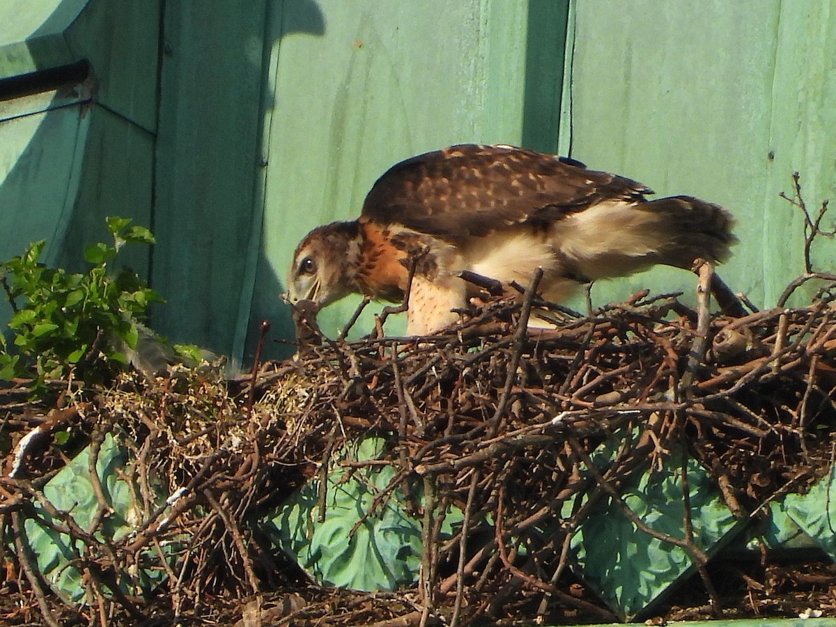 rødstjertvåk - ML638103946