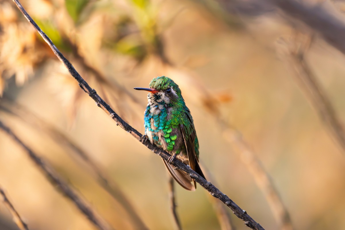 Glittering-bellied Emerald - ML638103948