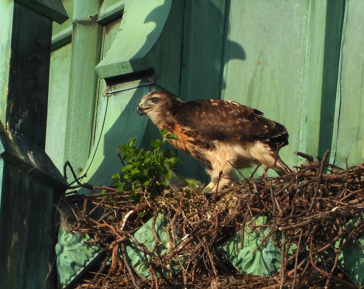 rødstjertvåk - ML638103950