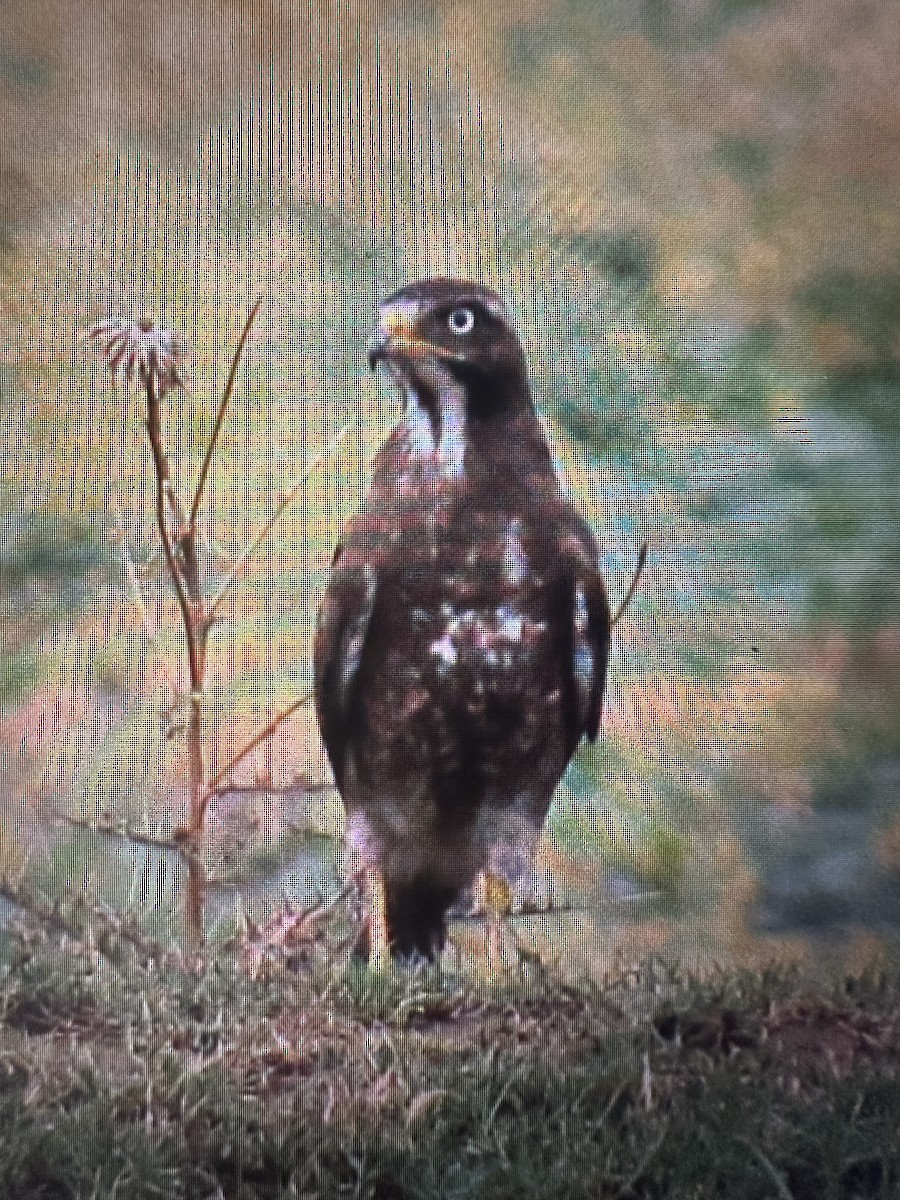 White-eyed Buzzard - ML638103968