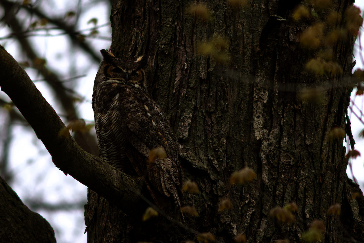 Great Horned Owl - ML638104010