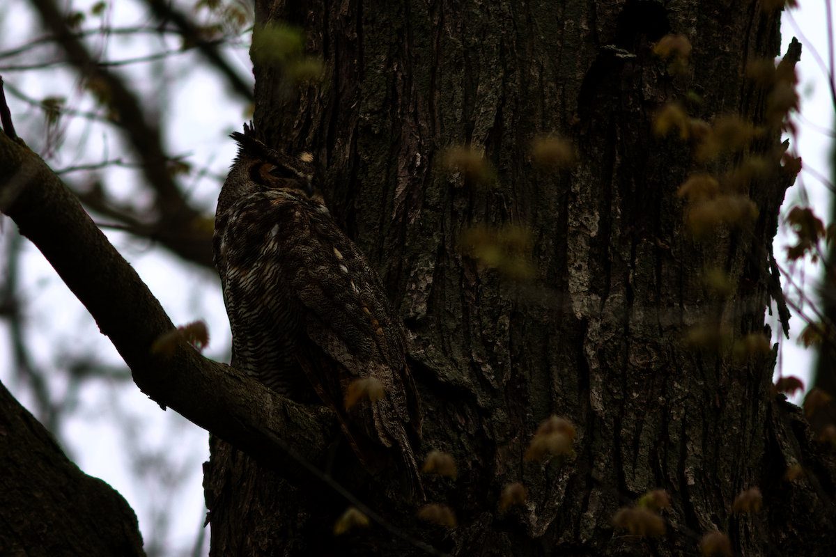 Great Horned Owl - ML638104011