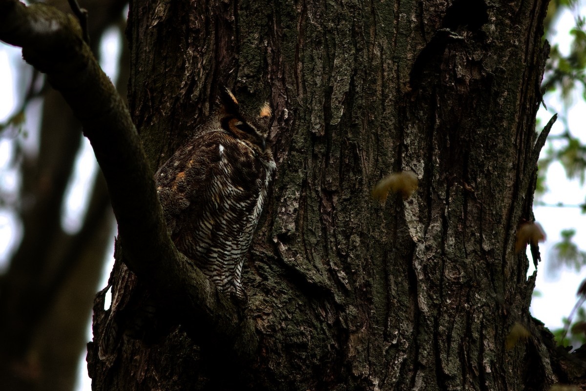 Great Horned Owl - ML638104012