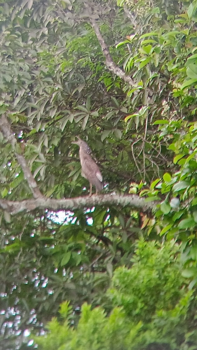 Malayan Night Heron - ML638104023