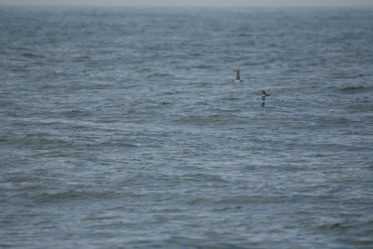 Balearic Shearwater - ML638104106