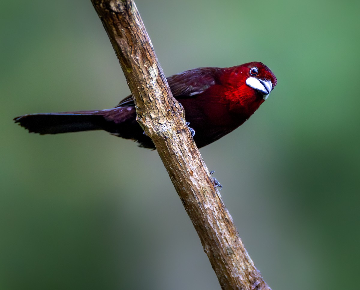 Silver-beaked Tanager - ML638104124