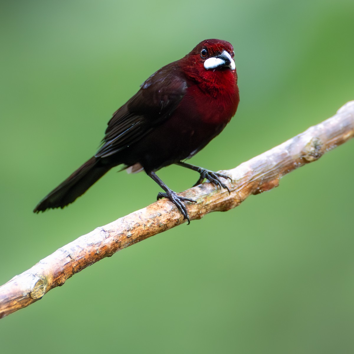 Silver-beaked Tanager - ML638104140