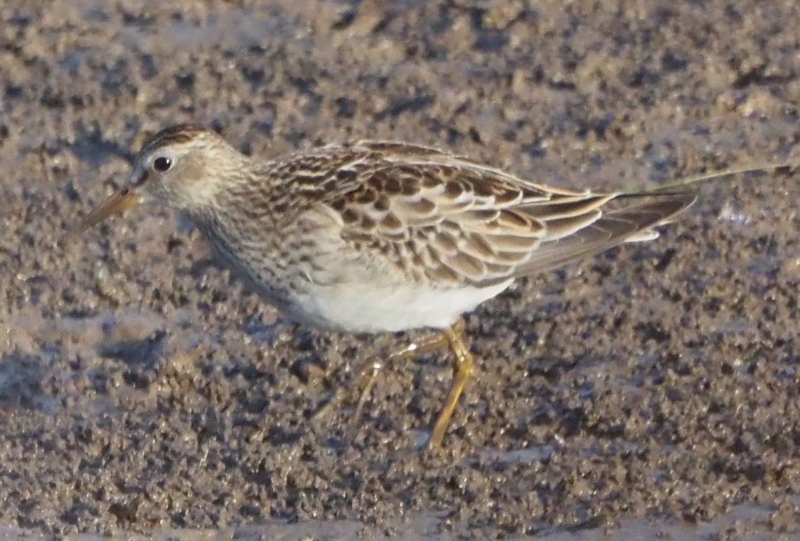 Pectoral Sandpiper - ML638104141