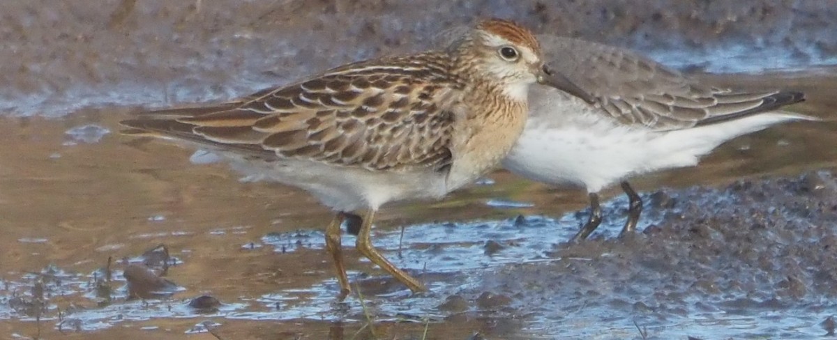 Sharp-tailed Sandpiper - ML638104148