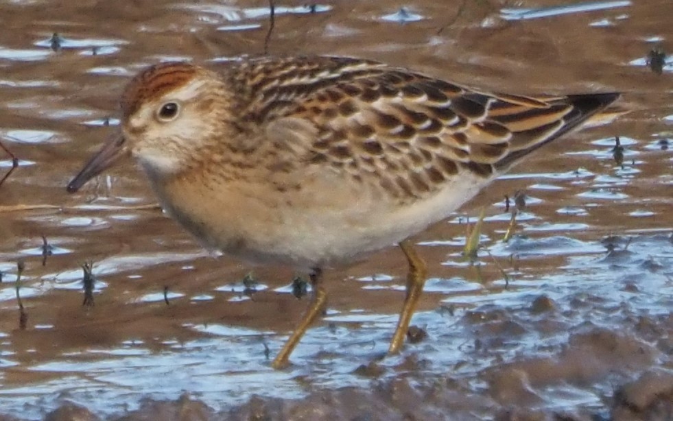 Sharp-tailed Sandpiper - ML638104151