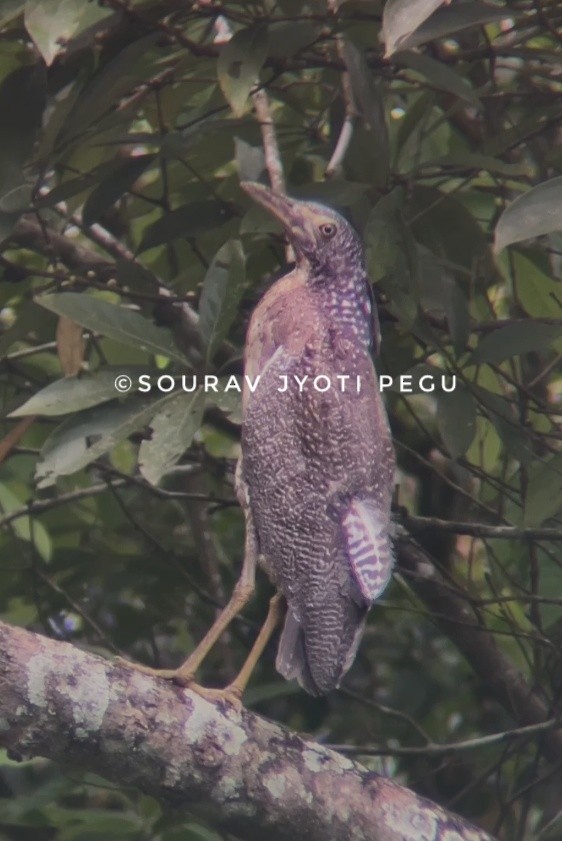 Malayan Night Heron - ML638104157