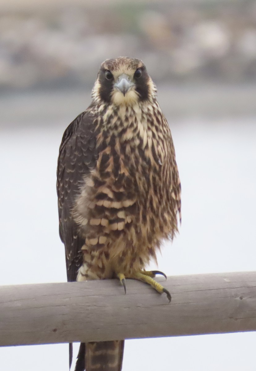 Peregrine Falcon - ML638104174