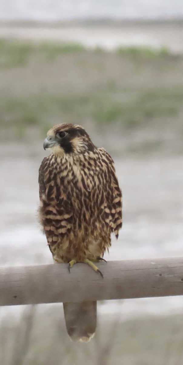 Peregrine Falcon - ML638104175