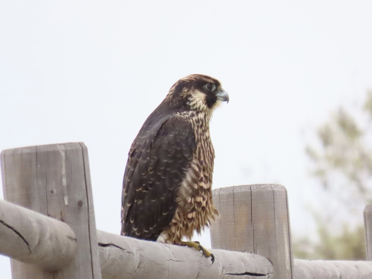 Peregrine Falcon - ML638104176