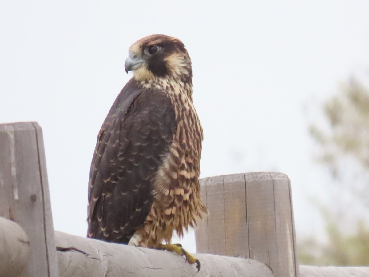 Peregrine Falcon - ML638104178