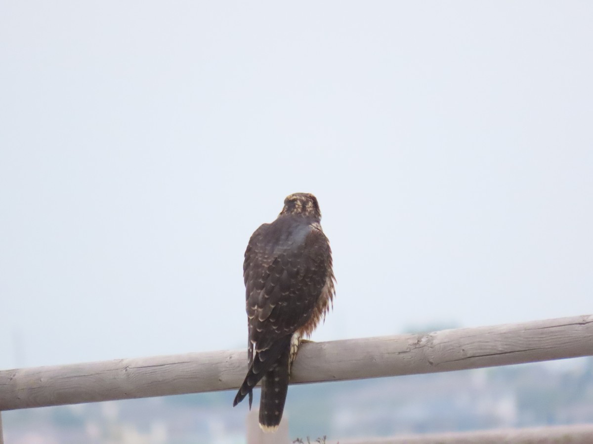 Peregrine Falcon - ML638104179