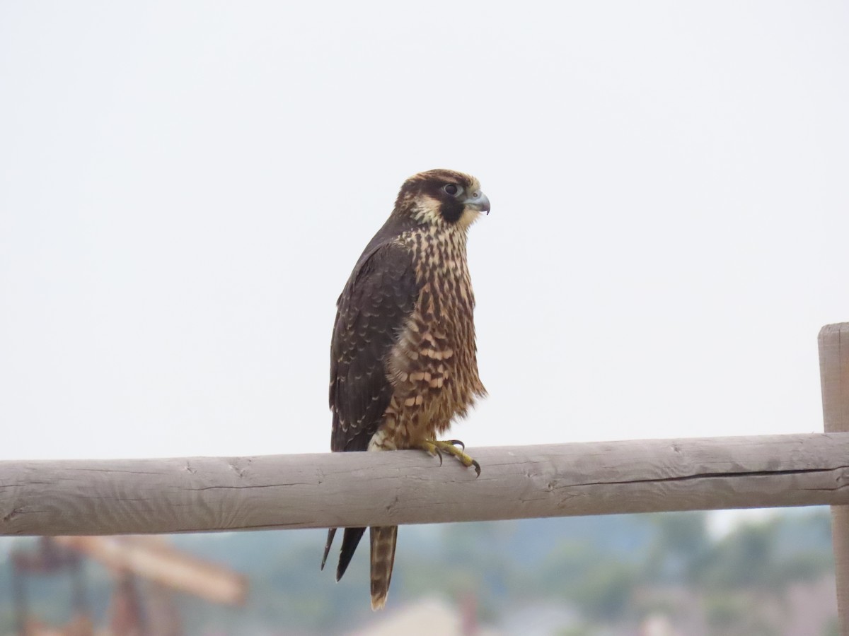 Peregrine Falcon - ML638104180
