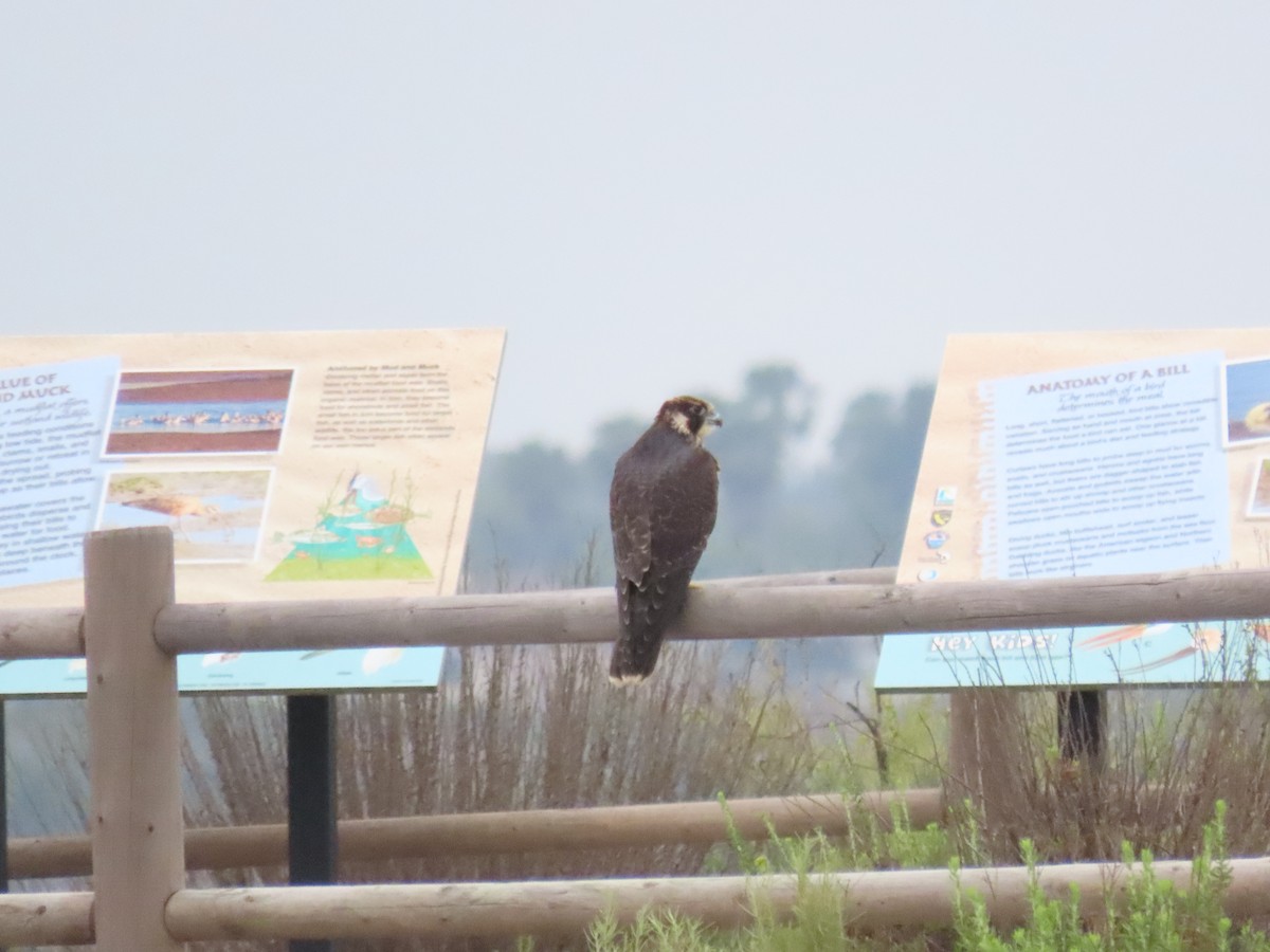 Peregrine Falcon - ML638104181
