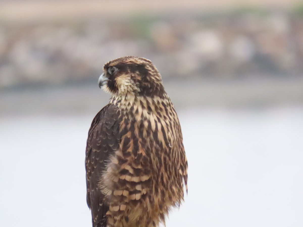 Peregrine Falcon - ML638104182