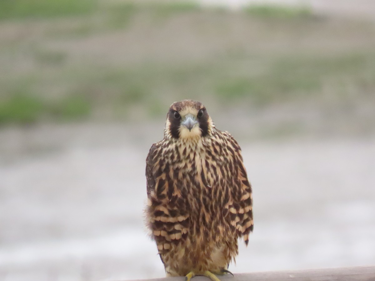 Peregrine Falcon - ML638104183