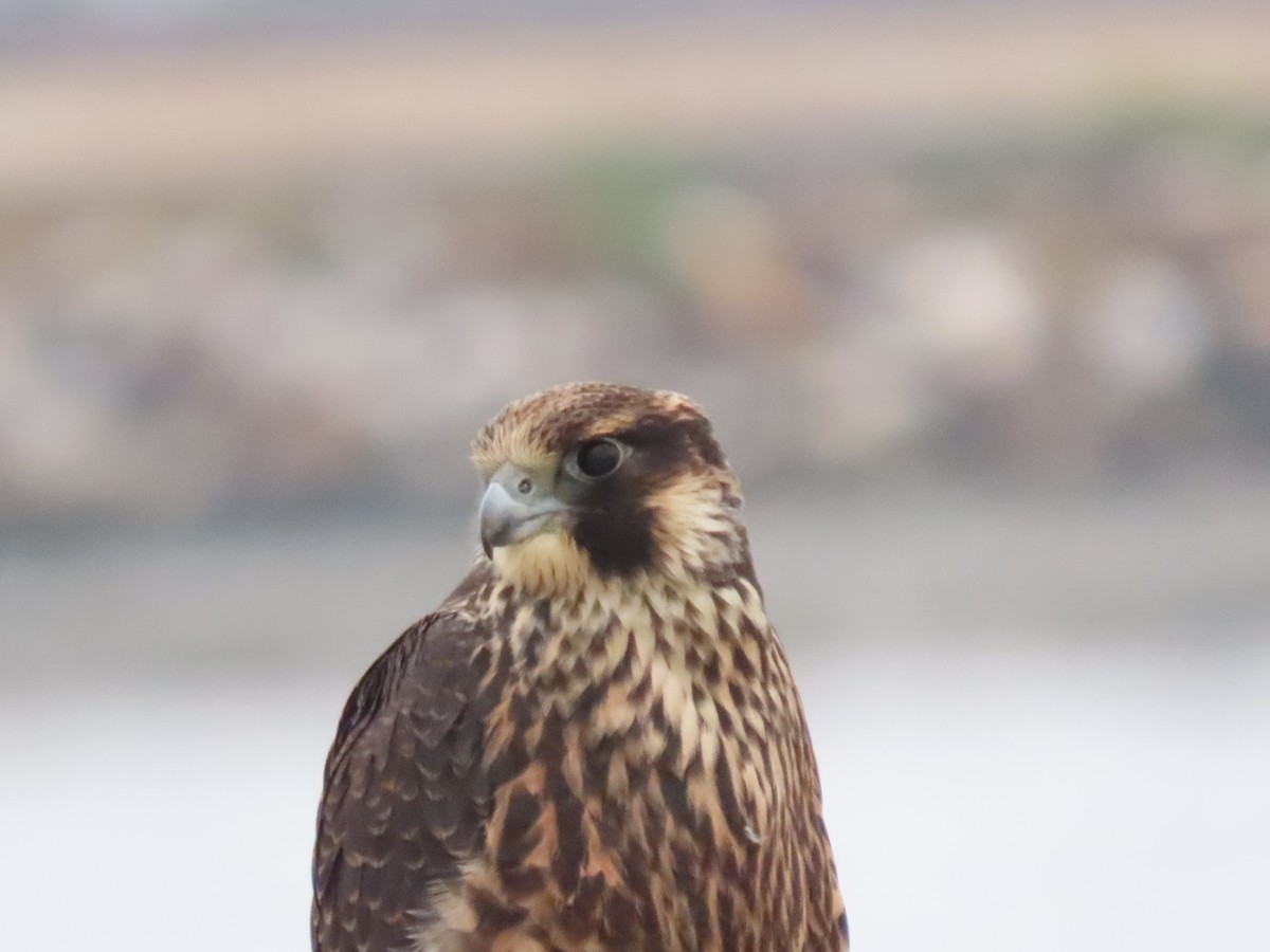 Peregrine Falcon - ML638104184