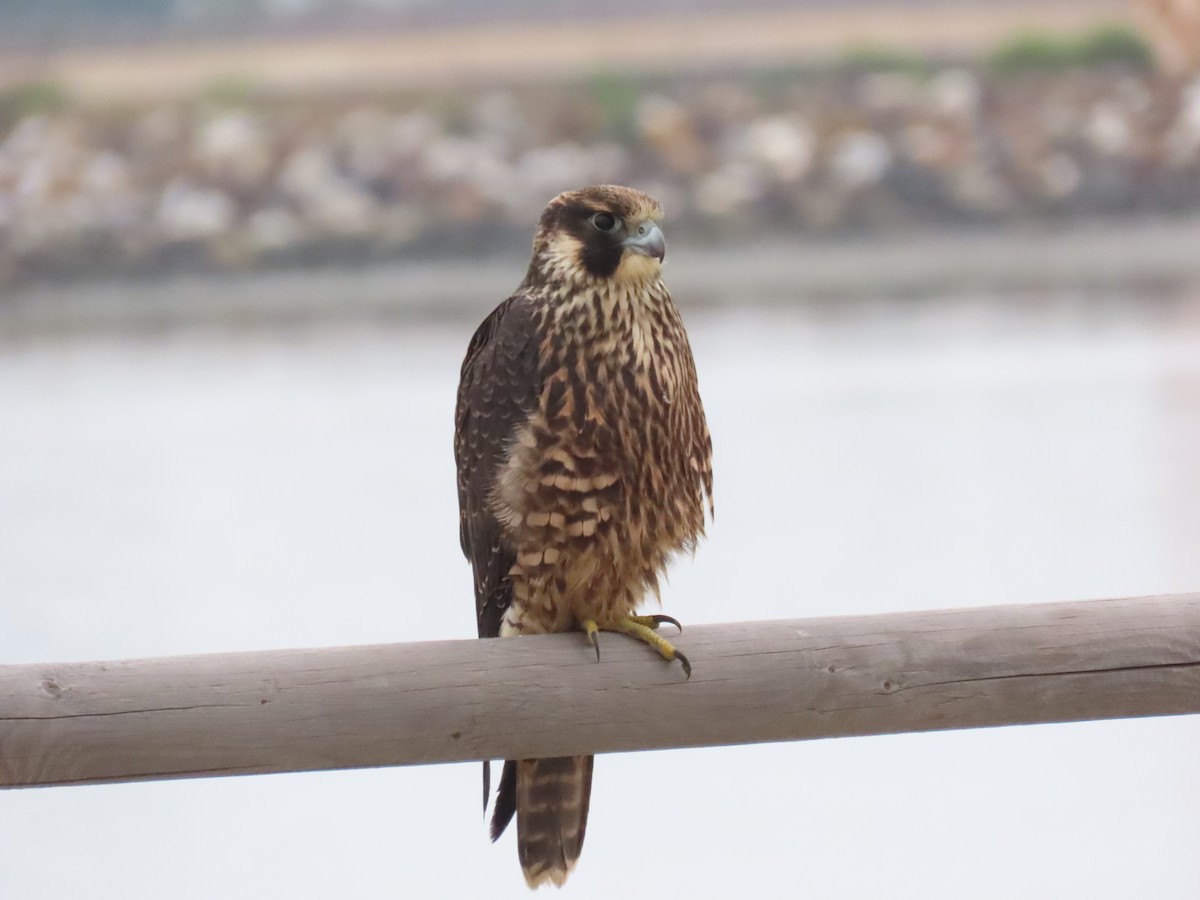 Peregrine Falcon - ML638104185