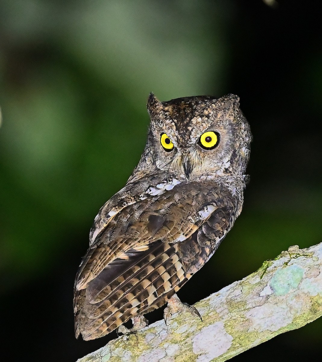 Oriental Scops-Owl (Walden's) - ML638104193