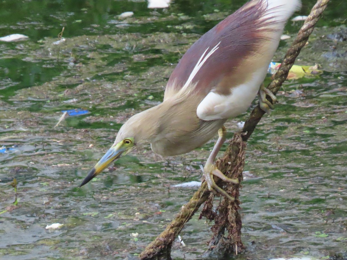 Indian Pond-Heron - ML638104196