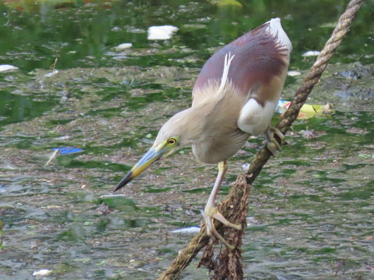 Indian Pond-Heron - ML638104197