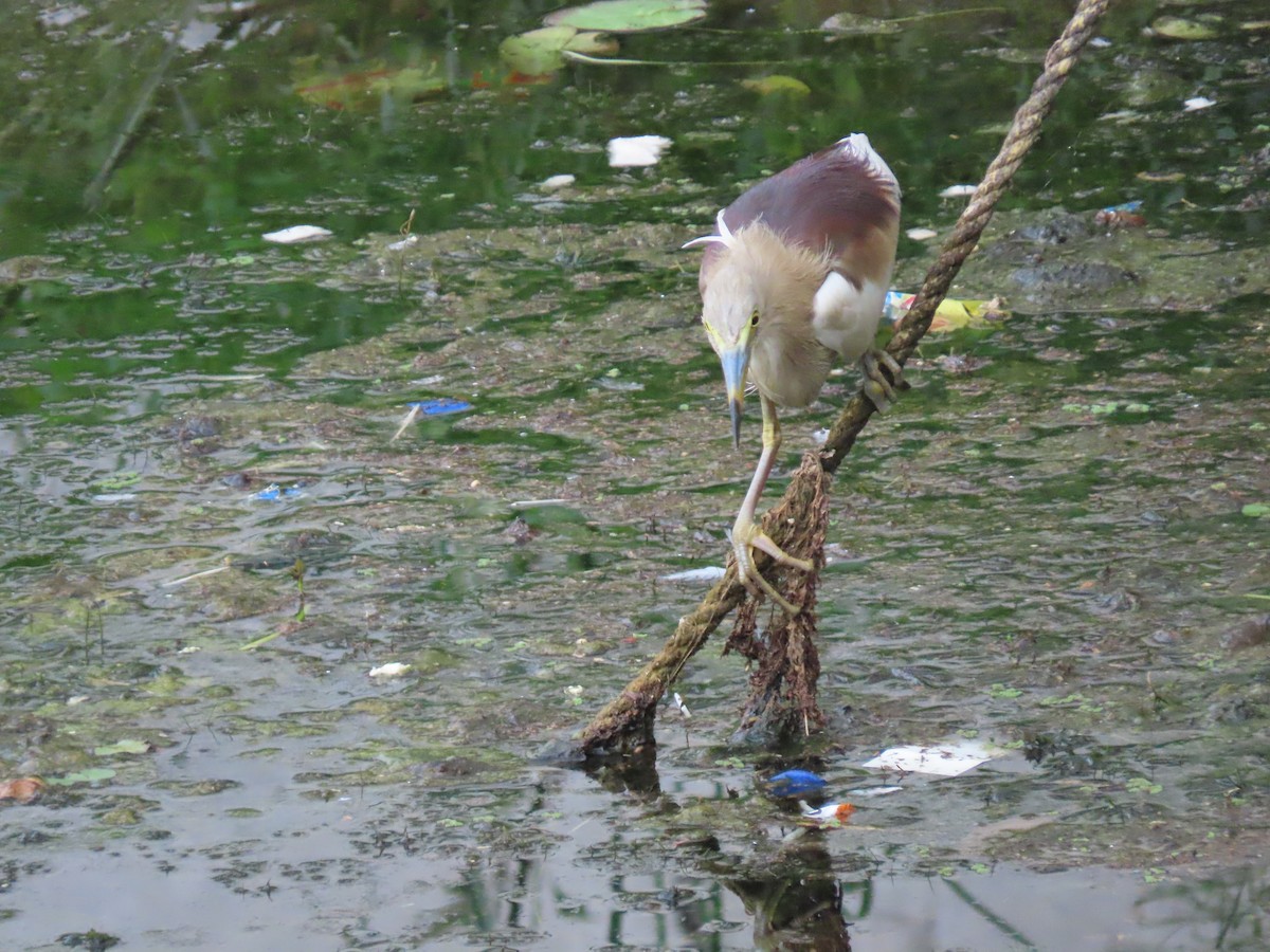 Indian Pond-Heron - ML638104198